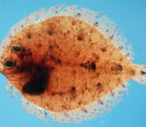 Twospot Flounder Photo By: Brandi Noble / Noaa Photo Library Https://Creativecommons.org/Licenses/By/2.0/ 