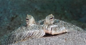 Undercover FlounderPhoto by: Christian Gloorhttps://creativecommons.org/licenses/by/2.0/