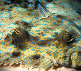 Peacock Flounder Looks Like A Picasso Painting Photo By: Laszlo Ilyes Https://Creativecommons.org/Licenses/By/2.0/ 