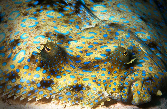 Peacock Flounder looks like a Picasso painting Photo by: LASZLO ILYES https://creativecommons.org/licenses/by/2.0/ 