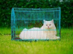 outdoor cat house by: fotosearch.com