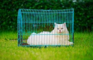 outdoor cat house by: fotosearch.com