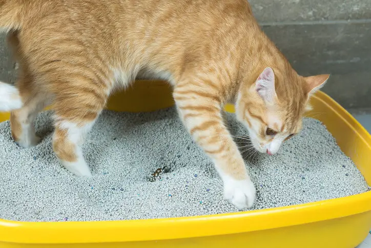 Best Cat Litter Boxes for Your Pet - Animals Network