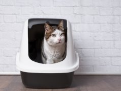 self cleaning litter box by: Fotosearch.com