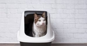 self cleaning litter box by: Fotosearch.com