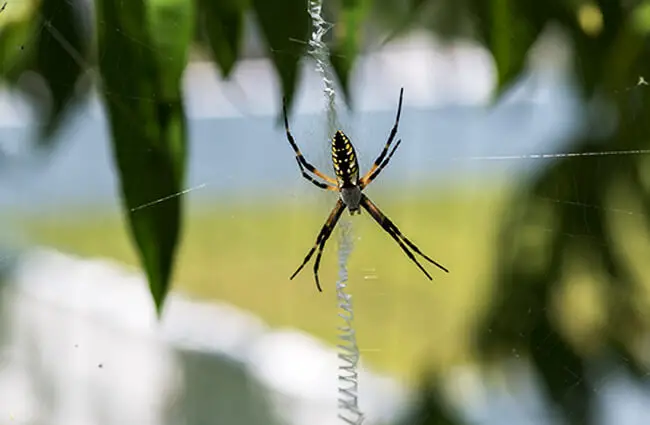 This female Yellow Garden Spider is weaving her web Photo by: Puddin Tain https://creativecommons.org/licenses/by-sa/2.0/ 