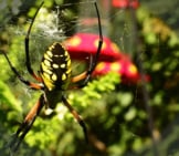 Black And Yellow Garden Spiderphoto By: Jeffreywhttps://Creativecommons.org/Licenses/By-Sa/2.0/