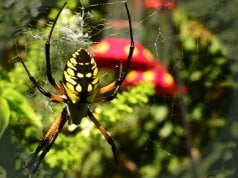 Black and Yellow Garden SpiderPhoto by: jeffreywhttps://creativecommons.org/licenses/by-sa/2.0/