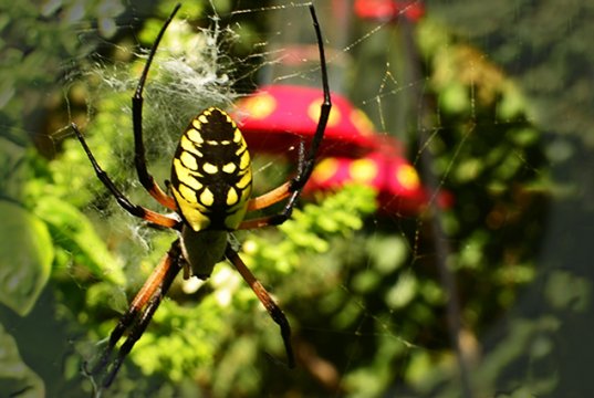 Black and Yellow Garden SpiderPhoto by: jeffreywhttps://creativecommons.org/licenses/by-sa/2.0/