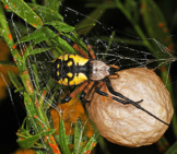 Yellow Garden Spider Photo By: Judy Gallagher Https://Creativecommons.org/Licenses/By-Sa/2.0/ 