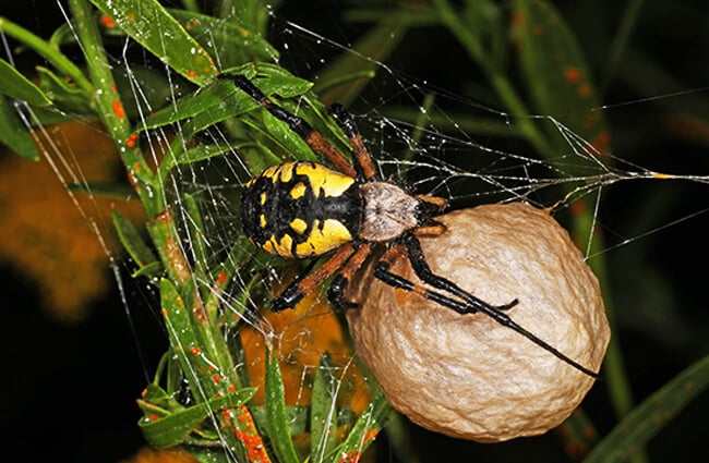 Желтый садовый паук Фото: Джуди Галлахер https://creativecommons.org/licenses/by-sa/2.0/