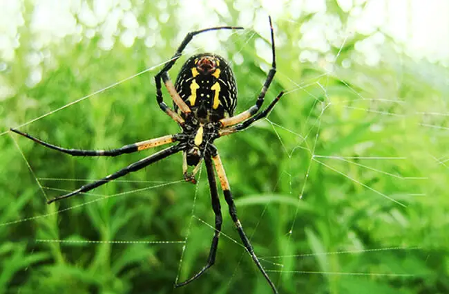 The belly side of this Garden Spider Photo by: Gabriel Legaré https://creativecommons.org/licenses/by-sa/2.0/ 