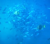 School Of Green Jacks Circling To Avoid Predator Fish Photo By: Andy Blackledge Https://Creativecommons.org/Licenses/By/2.0/ 