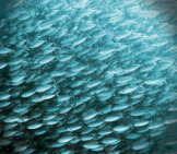 A Huge School Of Green Jacks Being Hunted By Larger Fishphoto By: Seanhttps://Creativecommons.org/Licenses/By/2.0/
