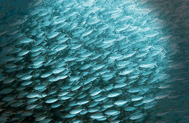 A huge school of Green Jacks being hunted by larger fishPhoto by: Seanhttps://creativecommons.org/licenses/by/2.0/