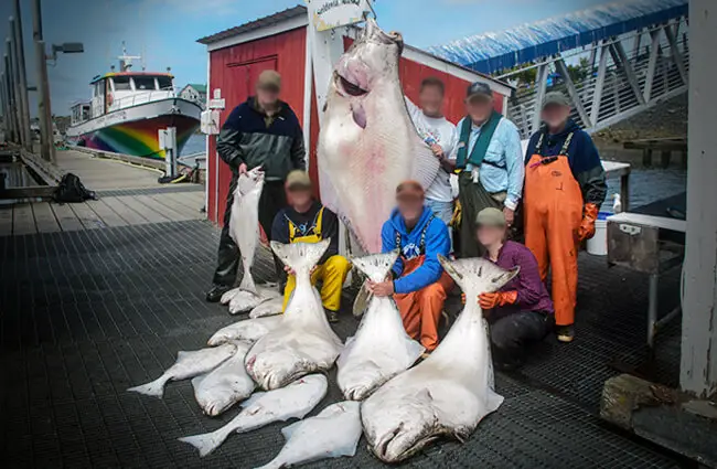 Halibut caught by sport fishermen Photo by: Andrea Pokrzywinski https://creativecommons.org/licenses/by/2.0/ 