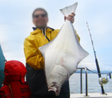 Halibut Put Up A Good Fightphoto By: Jeremy Austinhttps://Creativecommons.org/Licenses/By/2.0/