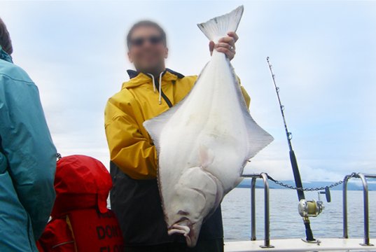 Halibut put up a good fightPhoto by: Jeremy Austinhttps://creativecommons.org/licenses/by/2.0/