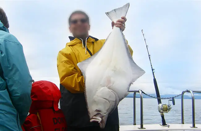 Halibut put up a good fightPhoto by: Jeremy Austinhttps://creativecommons.org/licenses/by/2.0/
