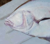 Down-Facing Side Of A Pacific Halibut&#039;S Head Photo By: U.s. National Oceanic And Atmospheric Administration [Public Domain]
