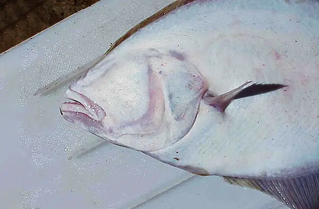 down-facing side of a Pacific Halibut&#039;s head Photo by: U.S. National Oceanic and Atmospheric Administration [public domain]