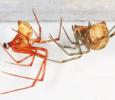 Common House Spiders In Their Web At The Ceilingphoto By: Judy Gallagherhttps://Creativecommons.org/Licenses/By/2.0/