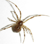 House Spider Closeup Photo By: Fyn Kynd Https://Creativecommons.org/Licenses/By/2.0/ 