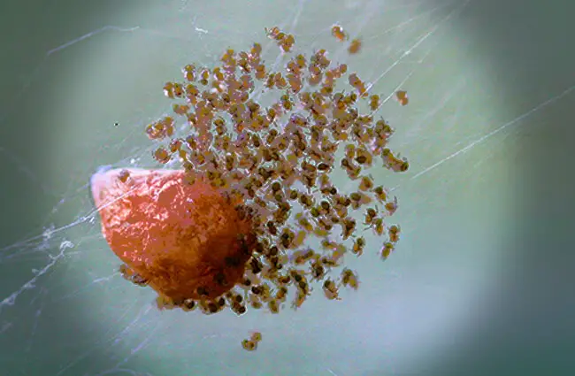 American House Spiderlings just hatched 
