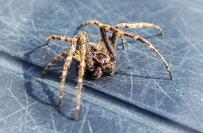 A House Spider on the patio Photo by: (c) Tas3 www.fotosearch.com 