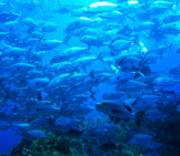 School Of Jack Fish Photo By: Eljosafat Https://Creativecommons.org/Licenses/By-Nd/2.0/ 