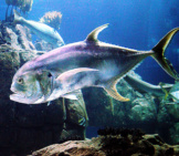 Closeup Of A Jack Fish At The Lisbon Oceanarium Photo By: Dguendel Cc By (Https://Creativecommons.org/Licenses/By/4.0 ) 