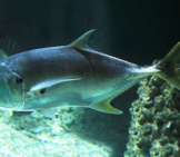 A Common Predatory Jack Fish Photo By: Yinan Chen / Public Domain