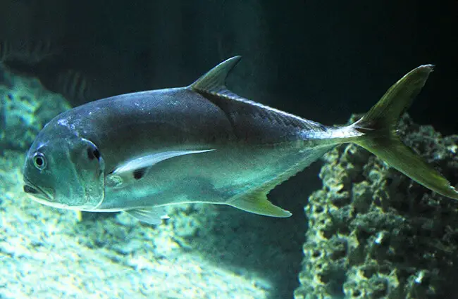 A common predatory Jack Fish Photo by: Yinan Chen / Public Domain