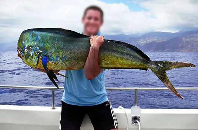 Mahi Mahi Description Habitat Image Diet And Interesting Facts Mahi Mahi Description Habitat Image Diet And Interesting Facts