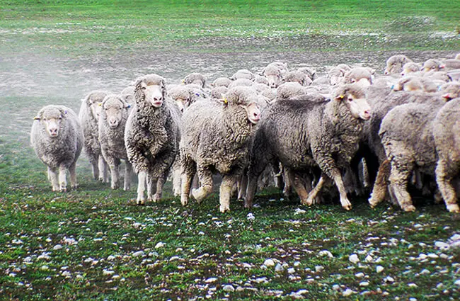 Merino muster in the early morning mist Photo by: Bernard Spragg. NZ [public domain] https://creativecommons.org/licenses/by-nd/2.0/ 