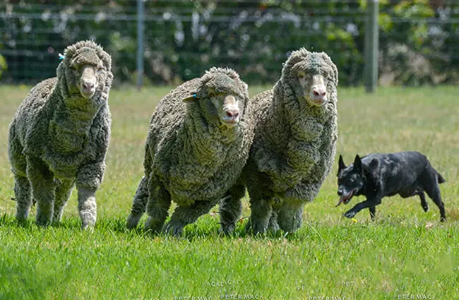 Merino sheep Photo by: Peter Mackey https://creativecommons.org/licenses/by-nd/2.0/ 