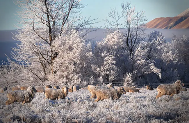 Sheep are a hardy breed Photo by: Ben https://creativecommons.org/licenses/by-nd/2.0/ 