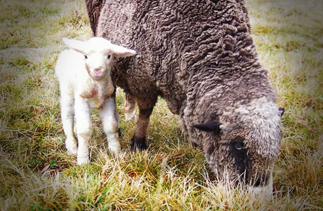 Merino lamb Photo by: Peter Shanks https://creativecommons.org/licenses/by-nd/2.0/ 