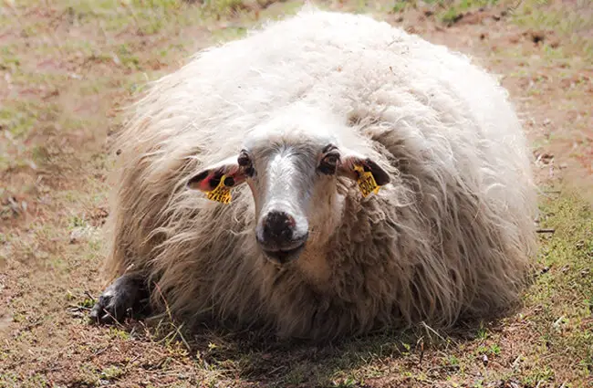 Эта шерстистая мериносовая овца готова к стрижке! Фото: Carabo Spain с сайта Pixabay https://pixabay.com/photos/lamb-churra-merino-ear-meat-farm-2372105/