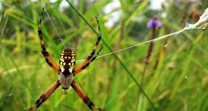 Orb Weaver spider spinning its webPhoto by: Amyhttps://creativecommons.org/licenses/by/2.0/