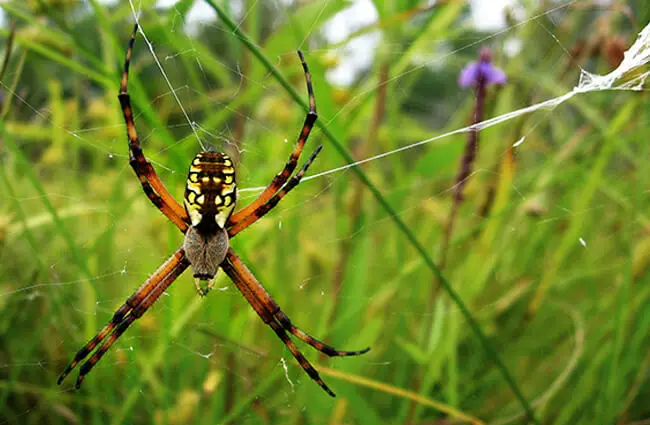 Orb Weaver - Description, Habitat, Image, Diet, And Interesting Facts