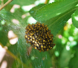 Orb Weaver Nest Photo By: Nick Fullerton Https://Creativecommons.org/Licenses/By/2.0/ 