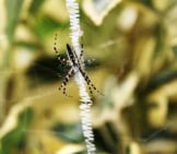 Young Female Orb Weaver In The Garden Photo By: Tony Alter Https://Creativecommons.org/Licenses/By/2.0/ 