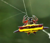The Colorful Spiny Orb Weaver Photo By: Graham Winterflood Https://Creativecommons.org/Licenses/By/2.0/ 