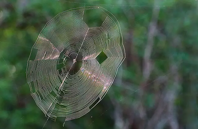 Orb Weaver web Фото: Graham Winterflood https://creativecommons.org/licenses/by/2.0/