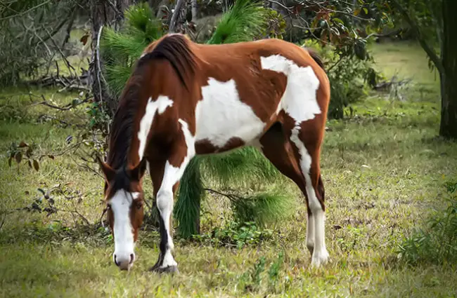 Раскрашенная лошадь Оверо Фото: Джон https://creativecommons.org/licenses/by-sa/2.0/