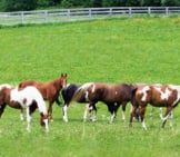 A Herd Of Paint Horses In The Pasture Photo By: Jeff Sharp Https://Creativecommons.org/Licenses/By-Sa/2.0/ 