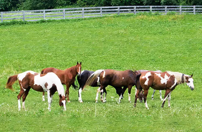 A herd of Paint Horses in the pasture Photo by: Jeff Sharp https://creativecommons.org/licenses/by-sa/2.0/ 