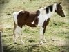 Paint Horse dozing in the pasturePhoto by: Johnhttps://creativecommons.org/licenses/by-sa/2.0/