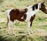 Paint Horse Dozing In The Pasturephoto By: Johnhttps://Creativecommons.org/Licenses/By-Sa/2.0/